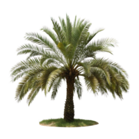 A majestic date palm tree isolated on a transparent background shows lush green fronds and a thick brown trunk rooted in a small patch of grass png