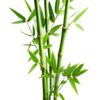 Vibrant Green Bamboo Stalks and Lush Leaves Against a transparent Background png