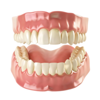 Realistic 3D Render of Human Teeth and Gums Complete Set of Upper and Lower Jaws Healthy Smile Dental Anatomy Model png