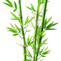 Vibrant Green Bamboo Stalks with Lush Leaves Isolated on transparent Background png