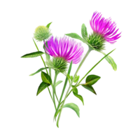 A delightful bouquet of vibrant purple thistle flowers and lush green foliage against a stark transparent background png