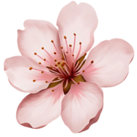 A Delicate Pink Blossom with Soft Petals and a Brown Center Stamen a Beautiful Springtime Flower png