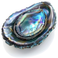 Iridescence and texture of a magnificent abalone shell. png