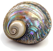A vibrant iridescent abalone shell displays intricate layers of color. png