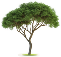 Lush, broad-leafed tree with a distinctive trunk. png
