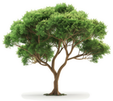 Lush, full tree trunk and branches against a plain backdrop. png