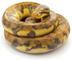 Close-up of a curled ball python with intricate patterns. png