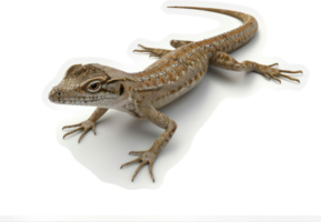 Close-up view of a lizard on a white background. png
