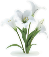 A cluster of elegant white lilies. png