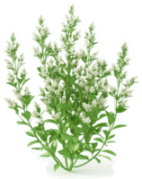 Dense cluster of small white flowers on leafy green stems. png
