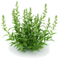 Dense cluster of vibrant green herbs with small white flowers. png