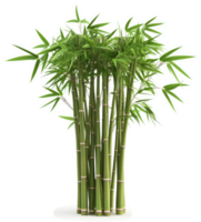 Lush bamboo stalks with vibrant green foliage. png