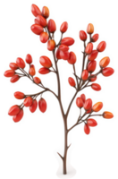 Branching cluster of vibrant red berries. png