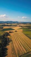 An aerial view of a field with crops photo