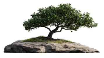 Landscape with tree on rock formation isolated , cut out transparent png