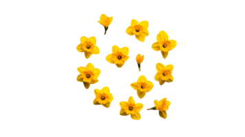 Daffodils arranged in a circle on black background, isolated, cut out transparent png
