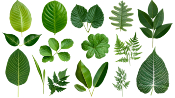 Diverse green leaf assortment on black background, cut out transparent png