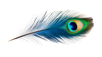 Iridescent peacock feather with eye pattern on black, cut out transparent png