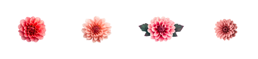 Different varieties of dahlias on a black background , cut out transparent png