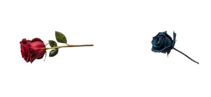Red rose and blue rose lying on black background , cut out transparent png