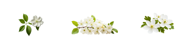 White flower with green leaves in three compositions, cut out transparent png