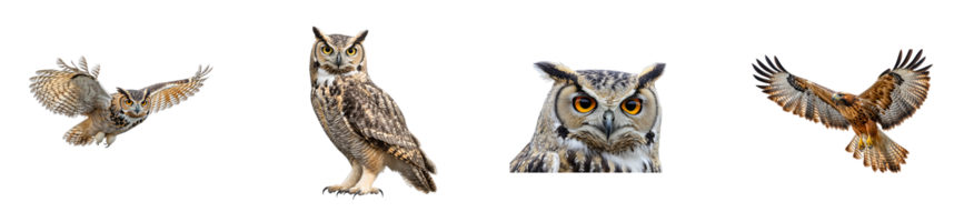 Majestic owls and hawks displaying their stunning features png