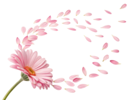 beautiful daisy flower with soft pink petals gracefully releases its petals into air creating serene and delicate atmosphere png