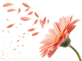 beautiful daisy flower with soft pink petals gracefully disperses into air creating serene and delicate atmosphere png