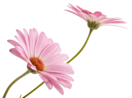 Beautiful pink daisy flowers bloom gracefully, showcasing their delicate petals and vibrant centers, perfect for adding charm to any setting png