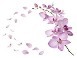 beautiful orchid flower arrangement with delicate petals scattered around, creating serene and elegant atmosphere png