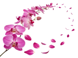 beautiful orchid flower arrangement showcases vibrant pink petals gracefully flowing, creating serene and elegant atmosphere png