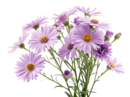 beautiful bouquet of daisy flowers in soft purple hues brings sense of joy and tranquility to any space png