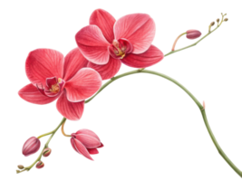 Beautiful orchids bloom gracefully, showcasing vibrant petals and delicate buds that capture essence of nature elegance png