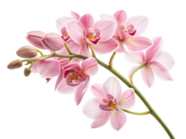 Beautiful orchid flower blooms display delicate pink petals and intricate patterns, creating stunning visual of nature elegance png