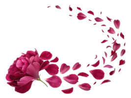 vibrant peony flower with delicate petals gracefully disperses, creating beautiful display of nature elegance and charm png