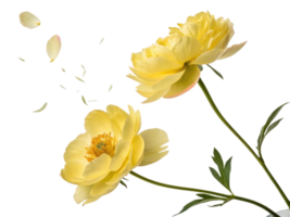 Beautiful peony flowers in soft yellow hues gracefully sway, their petals gently falling, creating serene and delicate atmosphere png