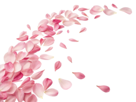 Delicate peony flower petals scatter gracefully, creating beautiful and serene atmosphere that evokes feelings of tranquility and elegance png
