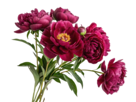 Beautiful peony flowers in rich burgundy hues create stunning floral arrangement that brings elegance and charm to any setting png