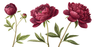 Beautiful peony flowers bloom gracefully, showcasing their rich colors and delicate petals, creating stunning floral display png
