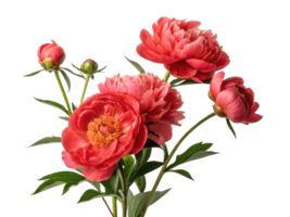 Beautiful peony flowers bloom vibrantly showcasing their rich colors and delicate petals, perfect for adding elegance to any setting png