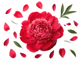 vibrant peony flower in full bloom surrounded by delicate petals and green leaves creates stunning visual display of nature beauty png