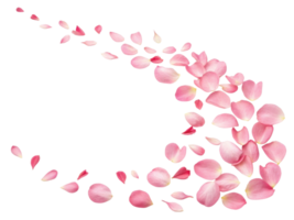 Delicate rose petals create beautiful flow of color and elegance, enhancing any floral arrangement or decoration png