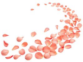 Delicate rose petals create beautiful flow, embodying essence of flower charm and elegance in serene display png