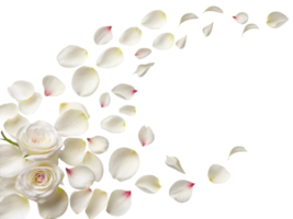 Beautiful white rose flowers are surrounded by delicate petals creating serene and romantic atmosphere png