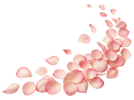 Delicate rose petals create beautiful flow of soft pink hues, embodying essence of lovely flower arrangement png