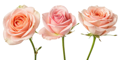 Beautiful rose flowers in soft pink hues create stunning display of nature elegance and charm png