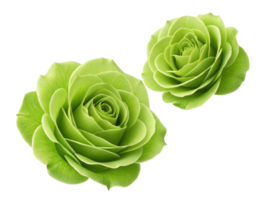Beautiful green roses bloom gracefully, showcasing their unique flower structure and vibrant color, perfect for any floral arrangement png