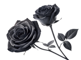 Black roses symbolize mystery and elegance, making them unique flower choice for special occasions png