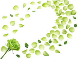 beautiful rose flower surrounded by delicate green petals creates serene and calming atmosphere png