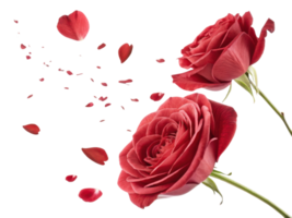 Beautiful red roses bloom gracefully, surrounded by delicate petals that float gently in air, creating romantic atmosphere png